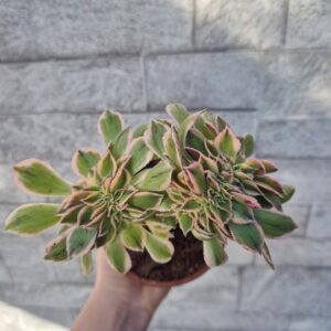 Aeonium sunburst crestat.