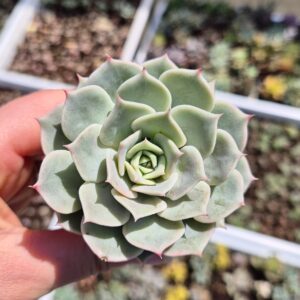 Echeveria lola