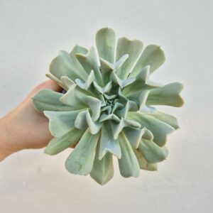Echeveria runyonii topsy turvy, 9 cm