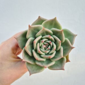 Echeveria agavoides 1
