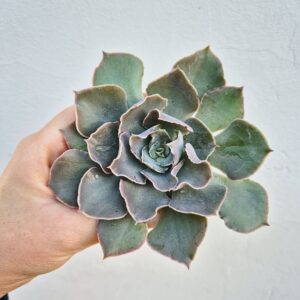 Echeveria shaviana, mica