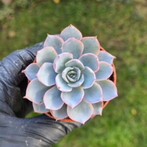 Echeveria morning beuty