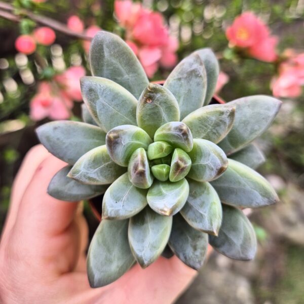 Pachyphytum compactum 'glaucum"