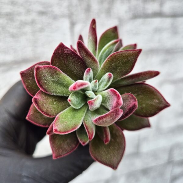 Echeveria pulvinata devotion 5,5 cm