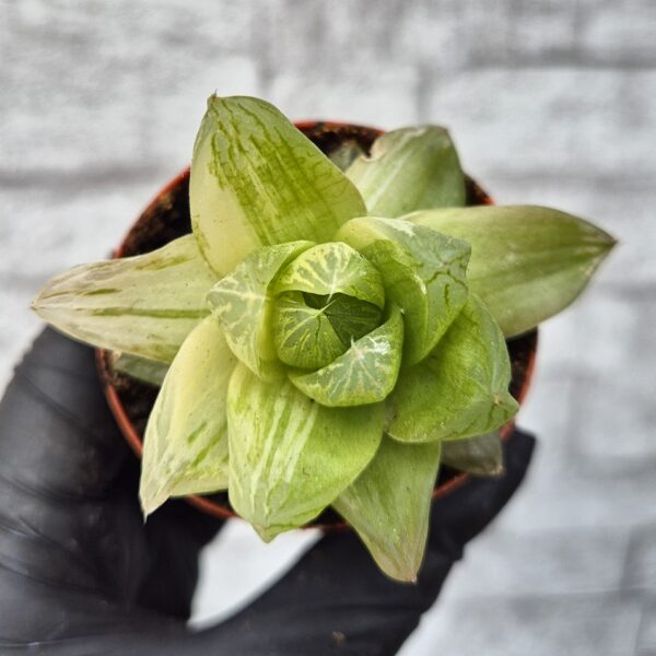 Haworthia cymbiformis variegata