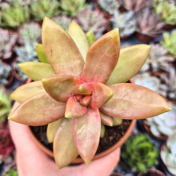 Sedum nussbaumerianum