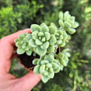 Sedum clavatum