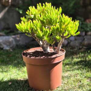 Crassula ovata gollum, 43 cm inaltime