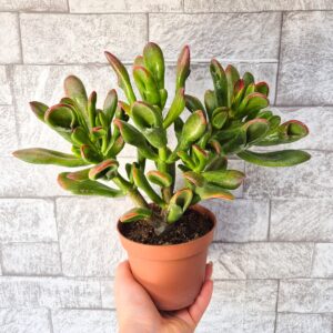 Crassula ovata gollum 'tricolor' 11 cm