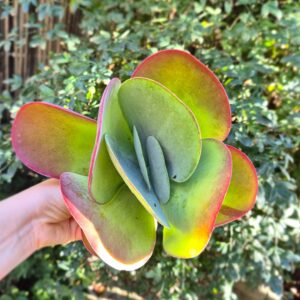 Kalanchoe thyrsiflora