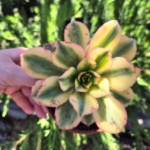 Aeonium floresens 12 cm