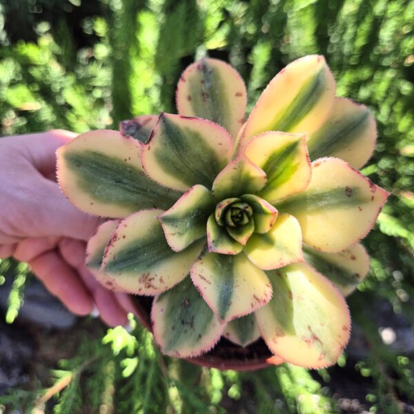 Aeonium floresens 12 cm