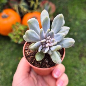 Graptosedum 'Francesco baldi' crestat