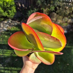 Kalanchoe thyrsiflora