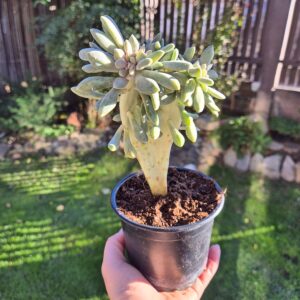 Pachyphytum crestat, mare 1