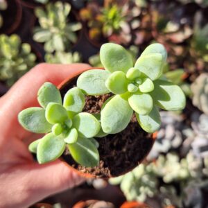 Sedum clavatum