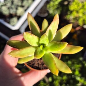 Sedum nussbaumerianum