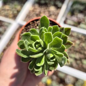 Aeonium simsii 5,5 cm