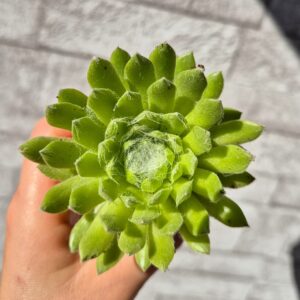 Sempervivum sirius