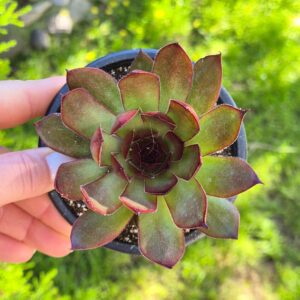 Sempervivum 'Roasted chestnut' 9 cm