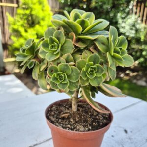 Aeonium floresens 10 cm