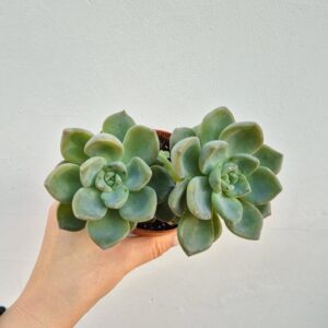 Graptopetalum hibrid