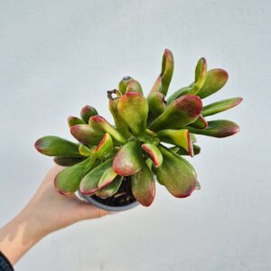 Crassula ovata gollum