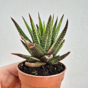 Haworthia attenuata variegata