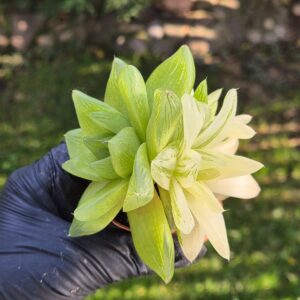 Haworthia cymbiformis variegata