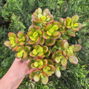 Crassula ovata 'minor' - mare