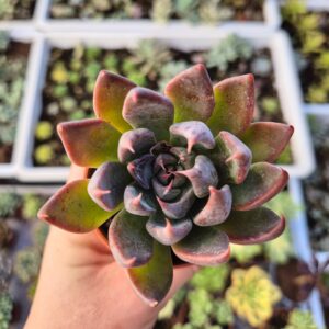 Echeveria black knight