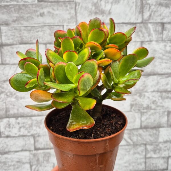 Crassula ovata 'tricolor' - mare - imagine 2