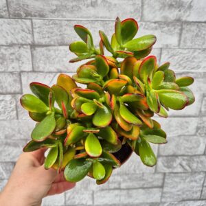 Crassula ovata 'tricolor' - mare