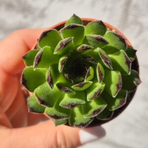 Sempervivum Reinhard
