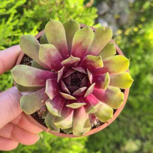 Sempervivum Bigsam Rhubarb Splash