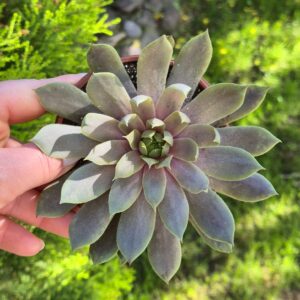 Sempervivum Big Sam Pink Pomelo