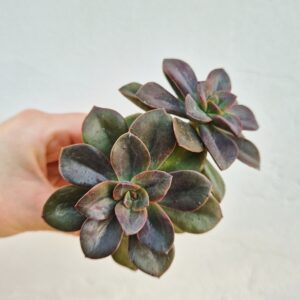 Echeveria chroma