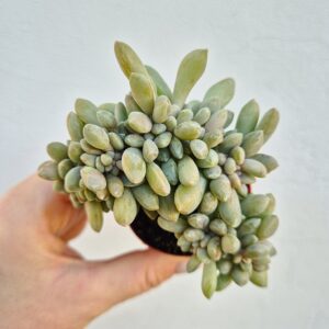Pachyphytum crestat