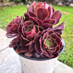 Aeonium velour, 14 cm