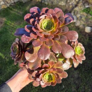 Aeonium velour, 14 cm