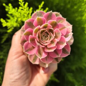 Aeonium pink wich