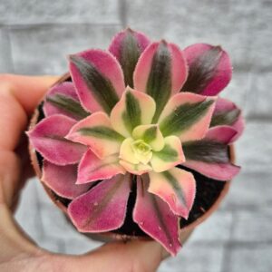 Aeonium pink wich