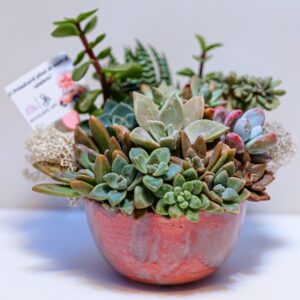 Aranjament suculent natural, in vas de portelan "Magic Pink"