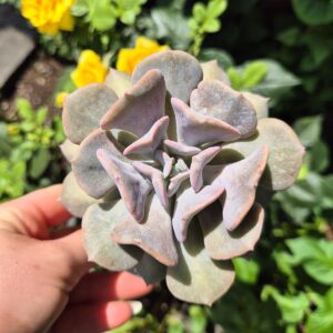 Echeveria cubic frost