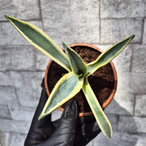 Agave americaana variegata
