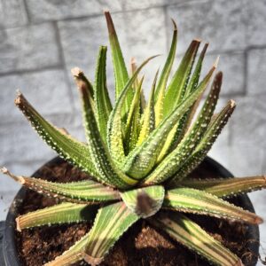 Haworthia attenuata variegata, mare