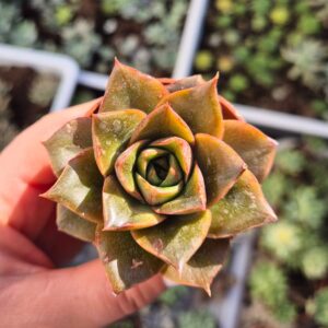 Echeveria purpusorum