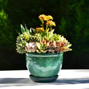 Aranjament suculent natural, in vas de lut glazurat, green