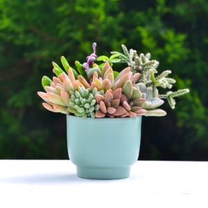 Aranjament suculent natural, in vas ceramic verde-turcoaz