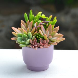 Aranjament suculent natural, in vas ceramic lila